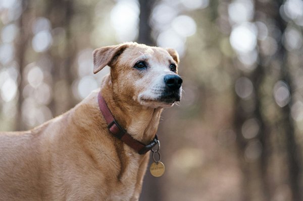 Les chiens à mâchoire puissante : caractéristiques et conseils